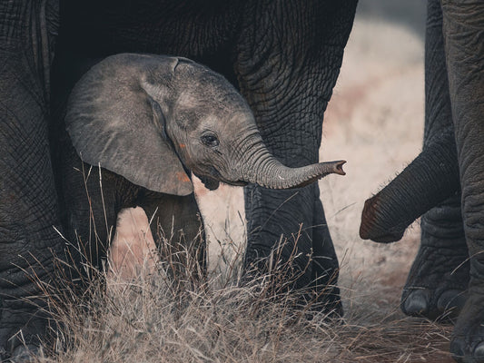 baby elephant with mother print