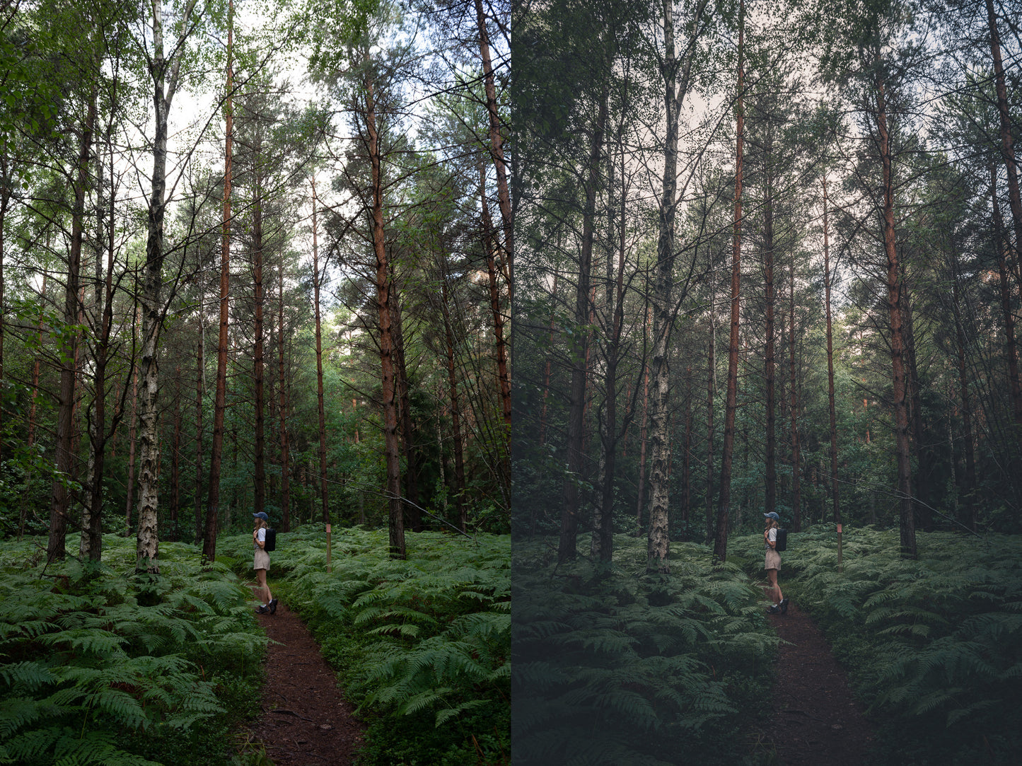 moody forest photo before and after using preset