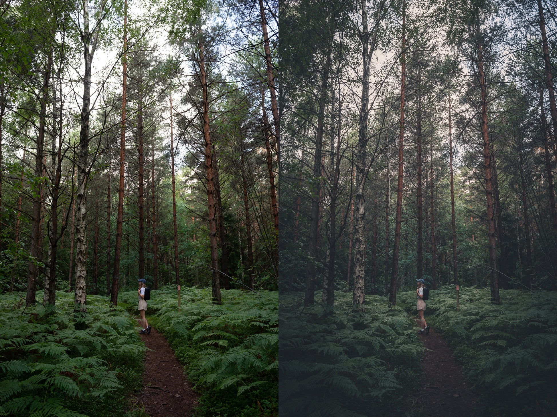 moody forest photo before and after using preset