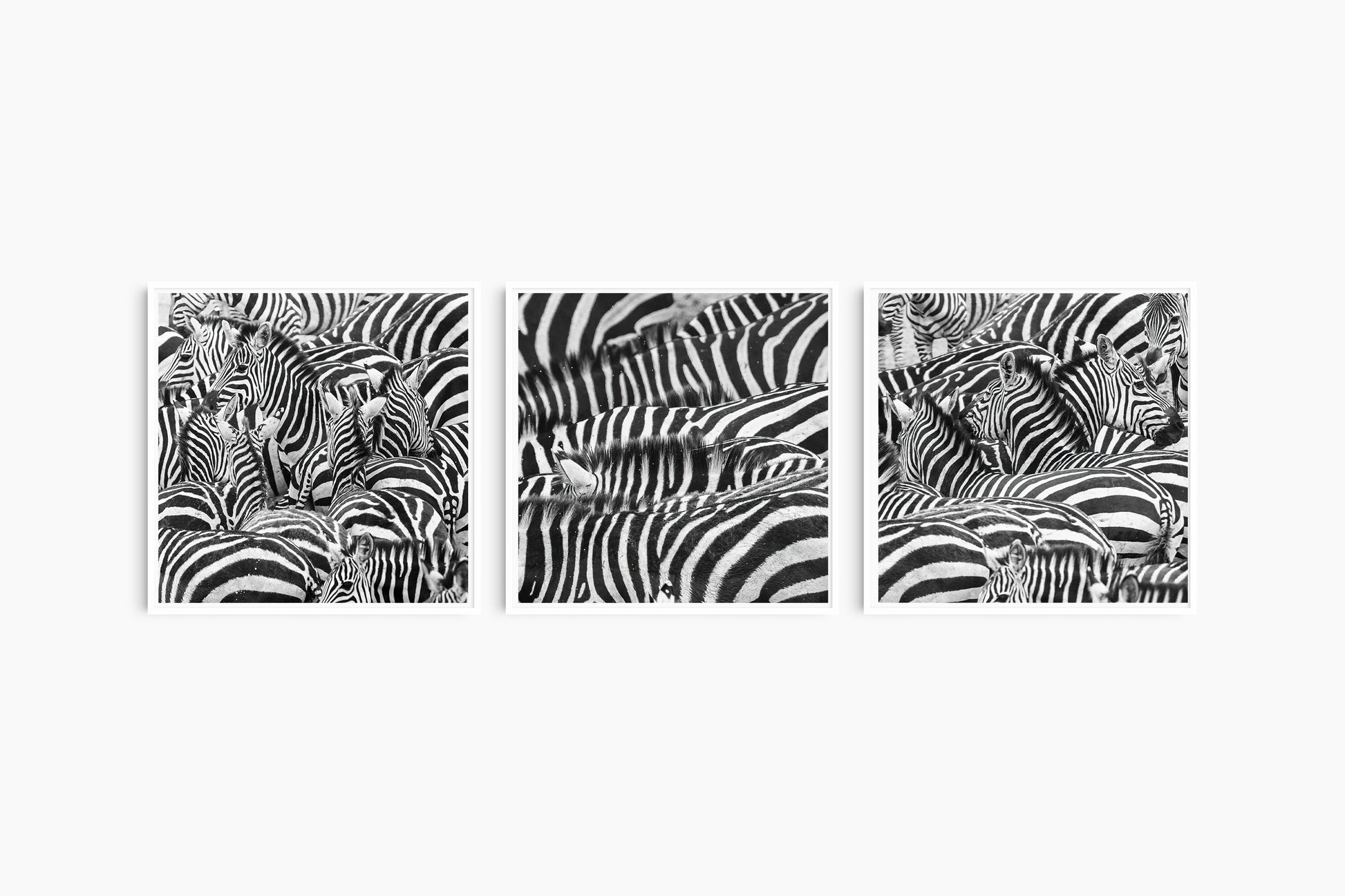 three zebra prints displayed on wall