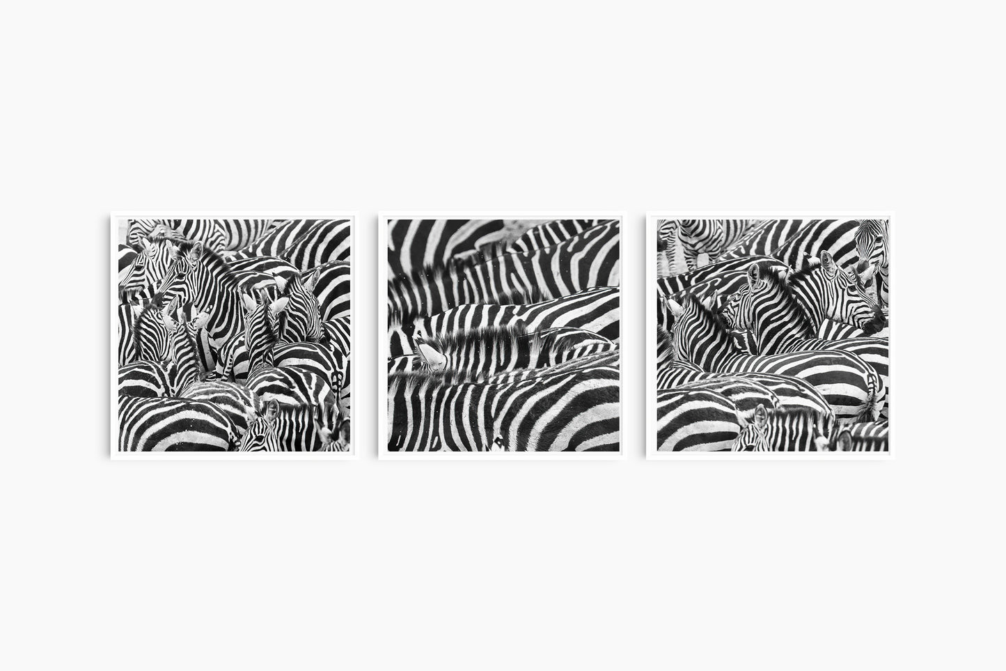 The Dazzle II