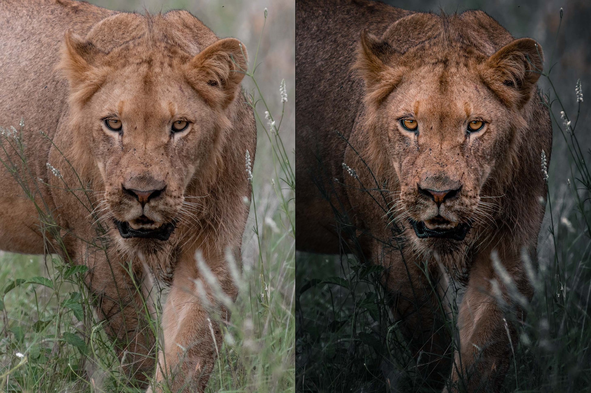 before and after preset example of lion