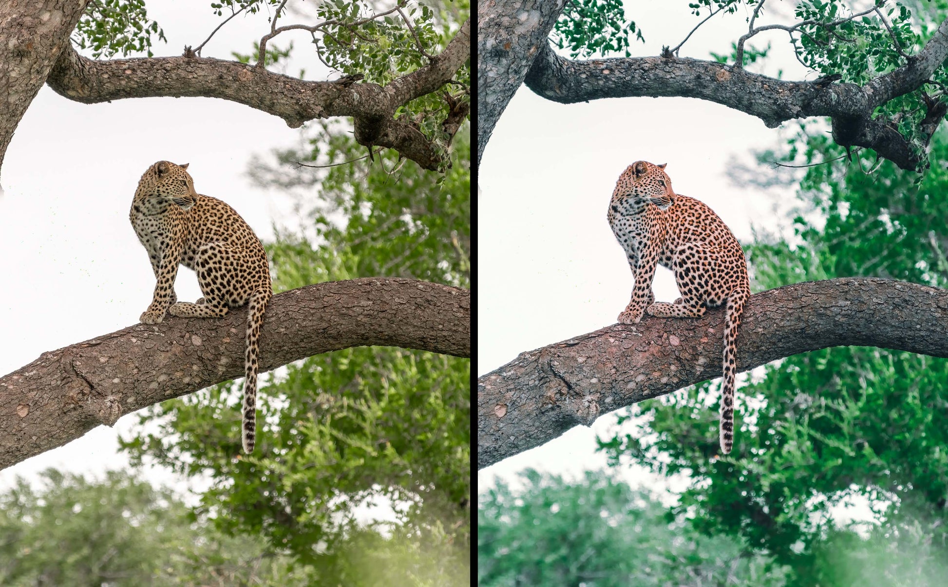leopard photo before and after wildlife photography preset