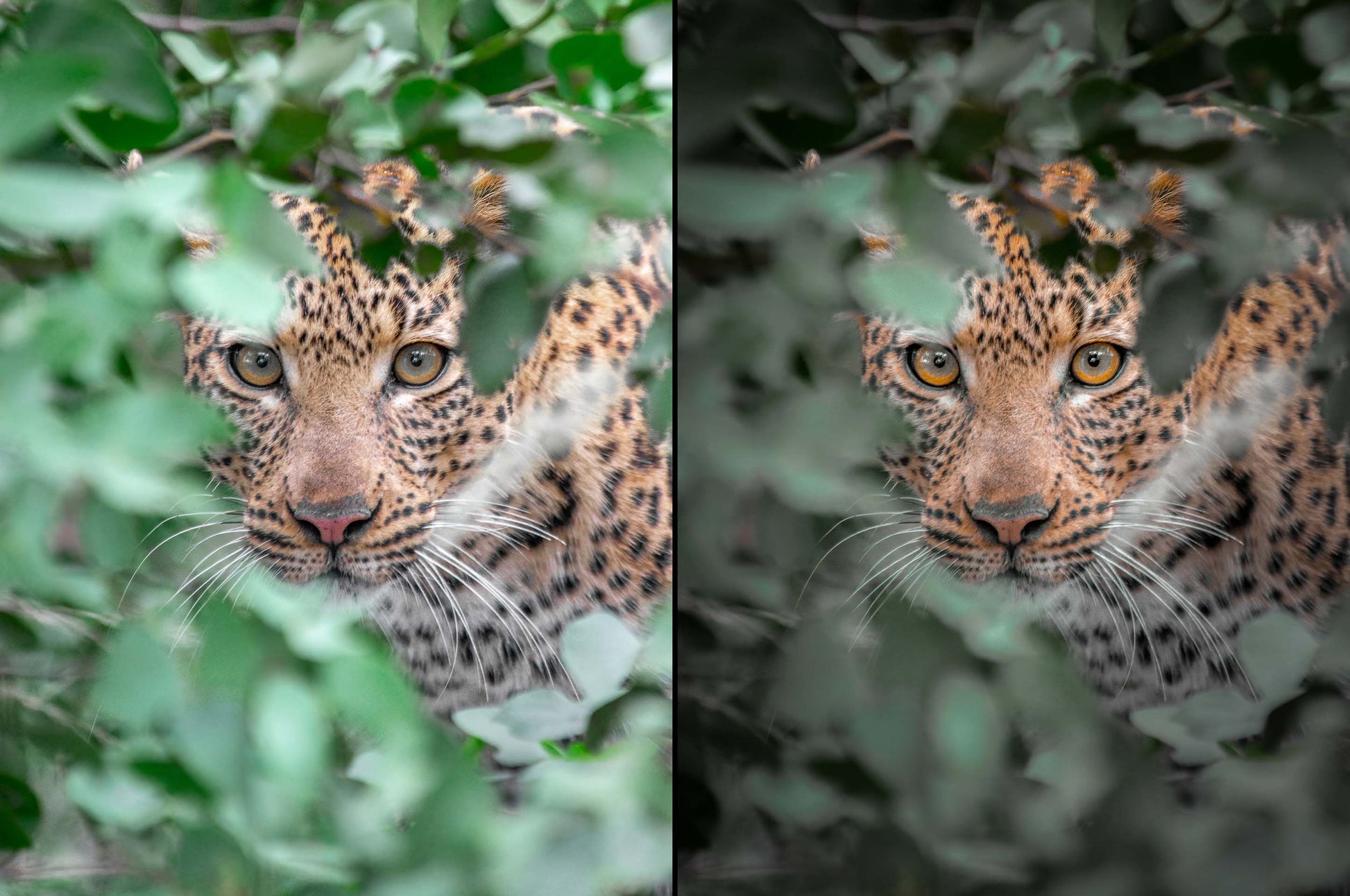 leopard before and after preset example