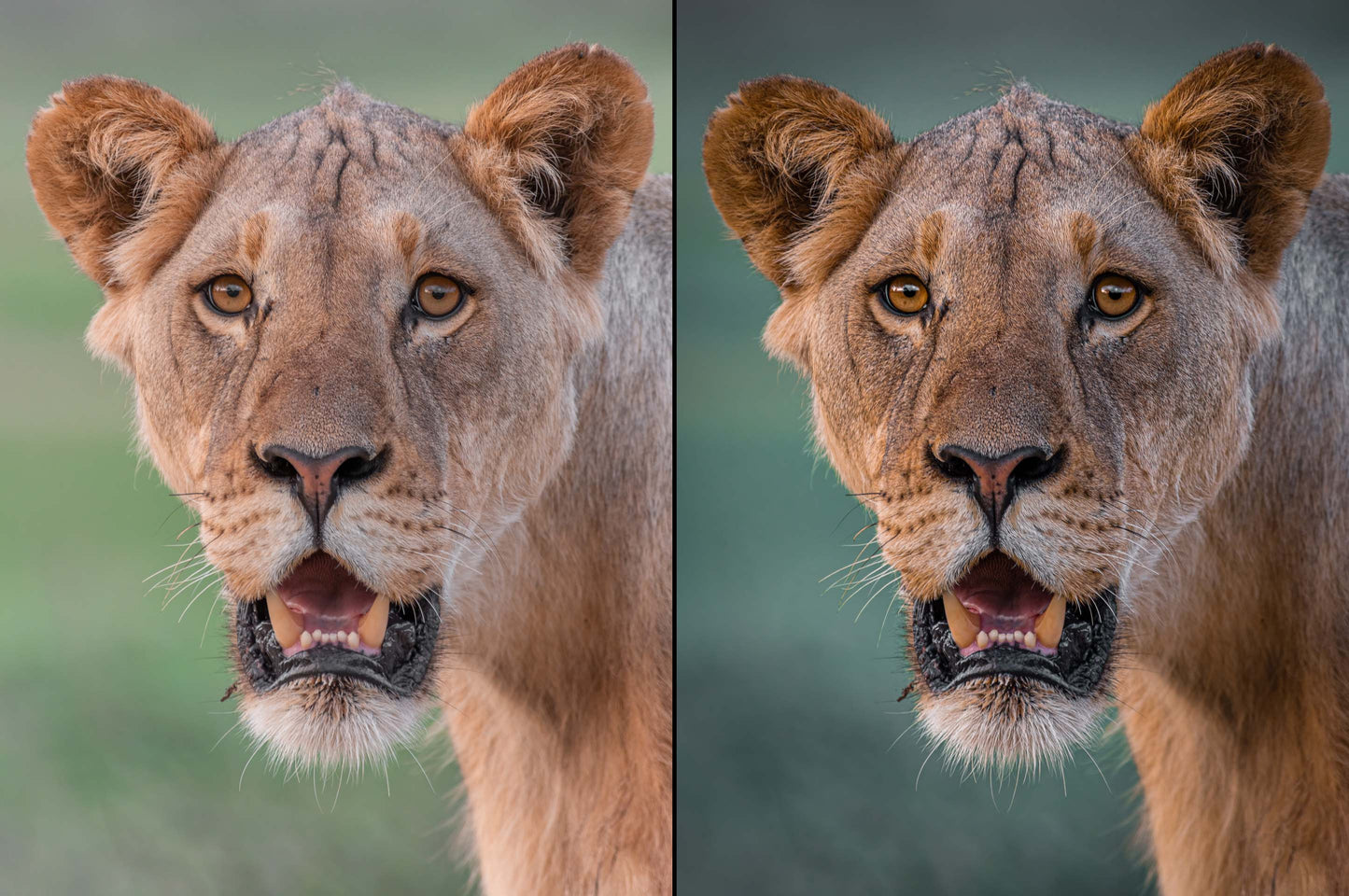 lion photo before and after preset