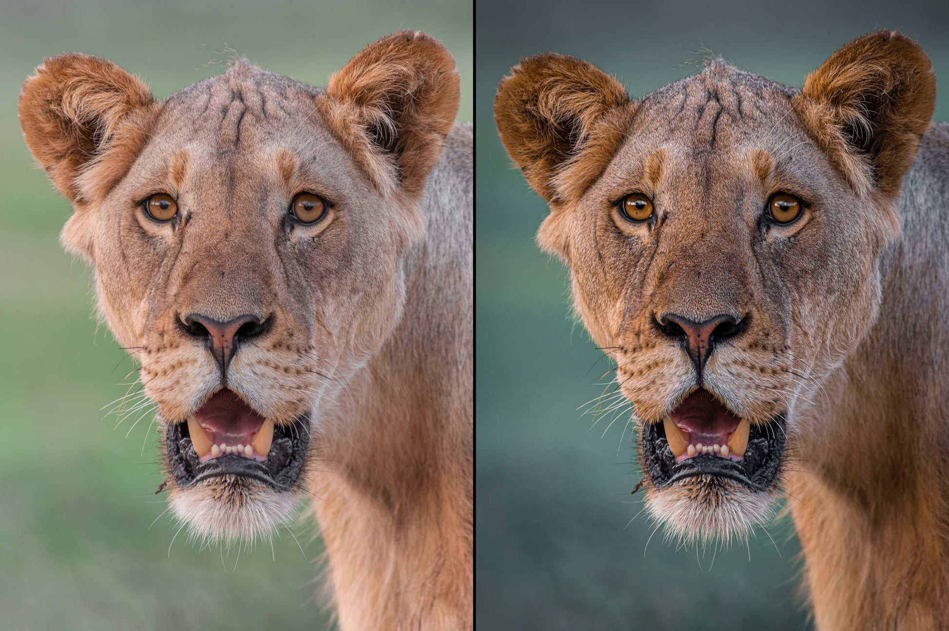 lion photo before and after preset