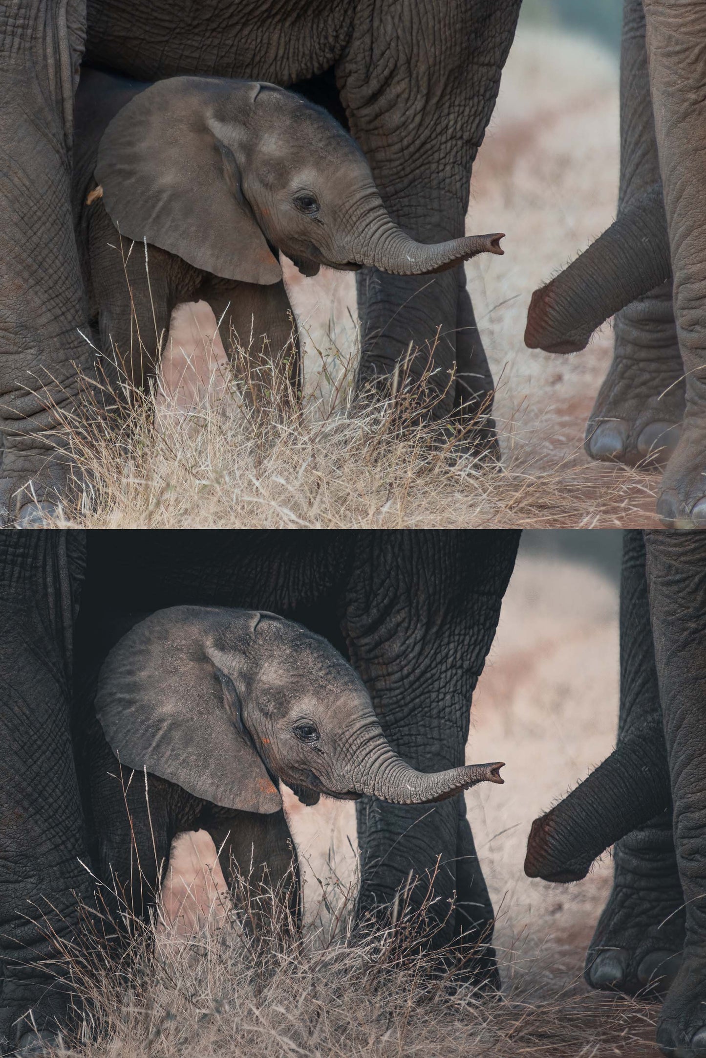 baby elephant photo before and after preset