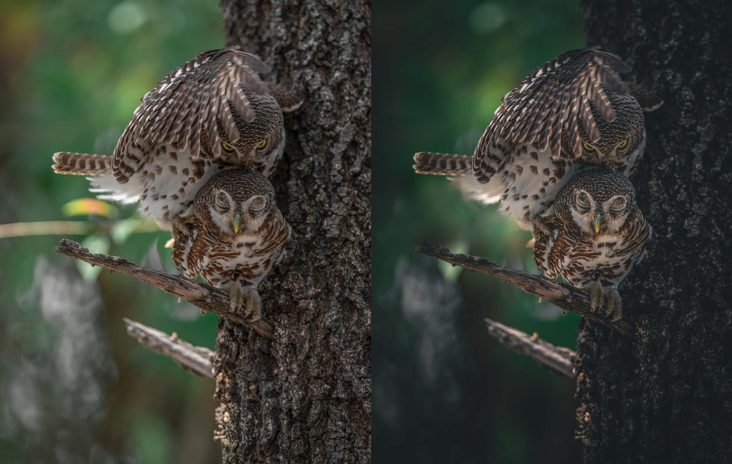 before and after preset example of owl photo
