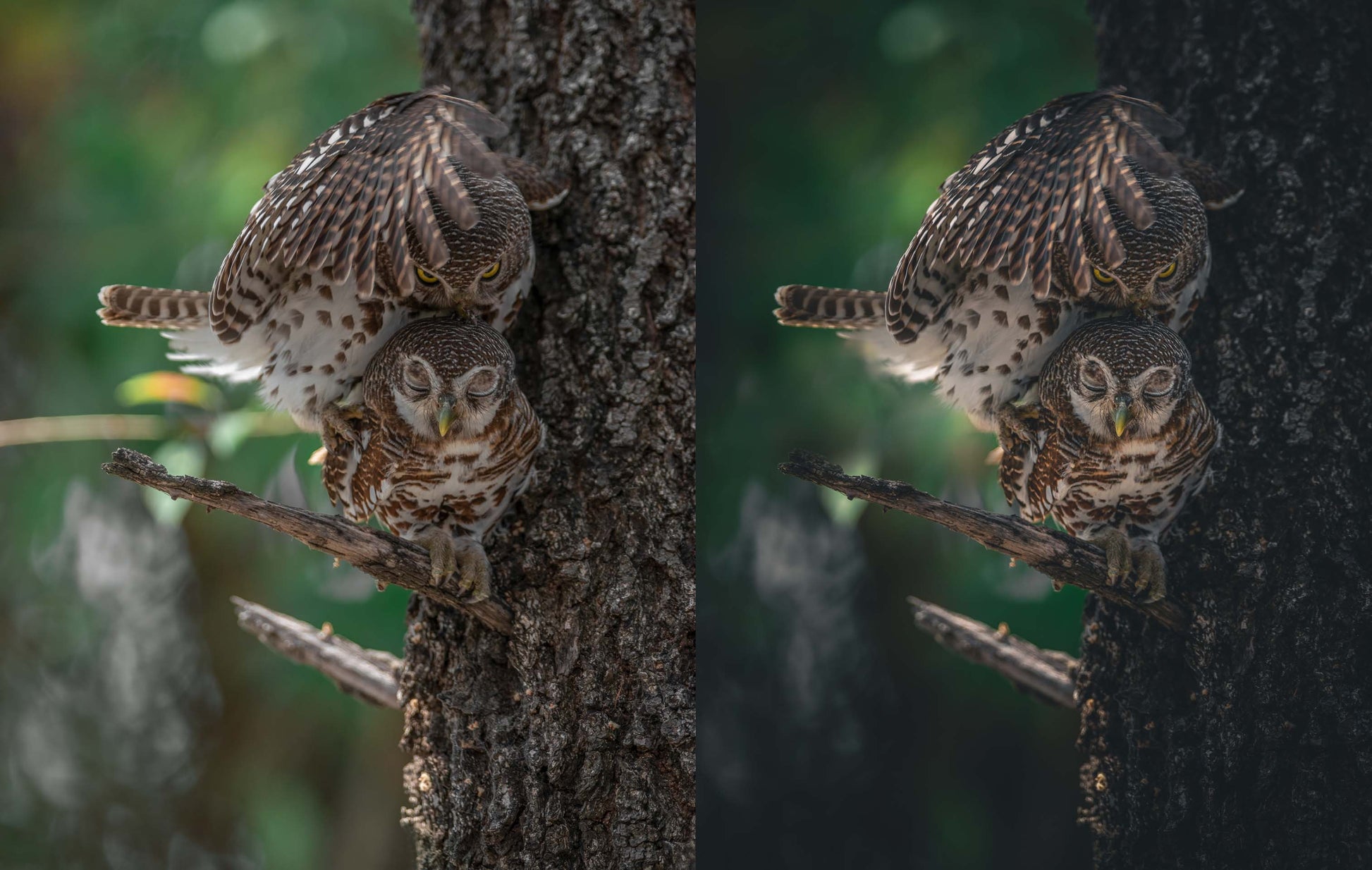 before and after preset example of owl photo