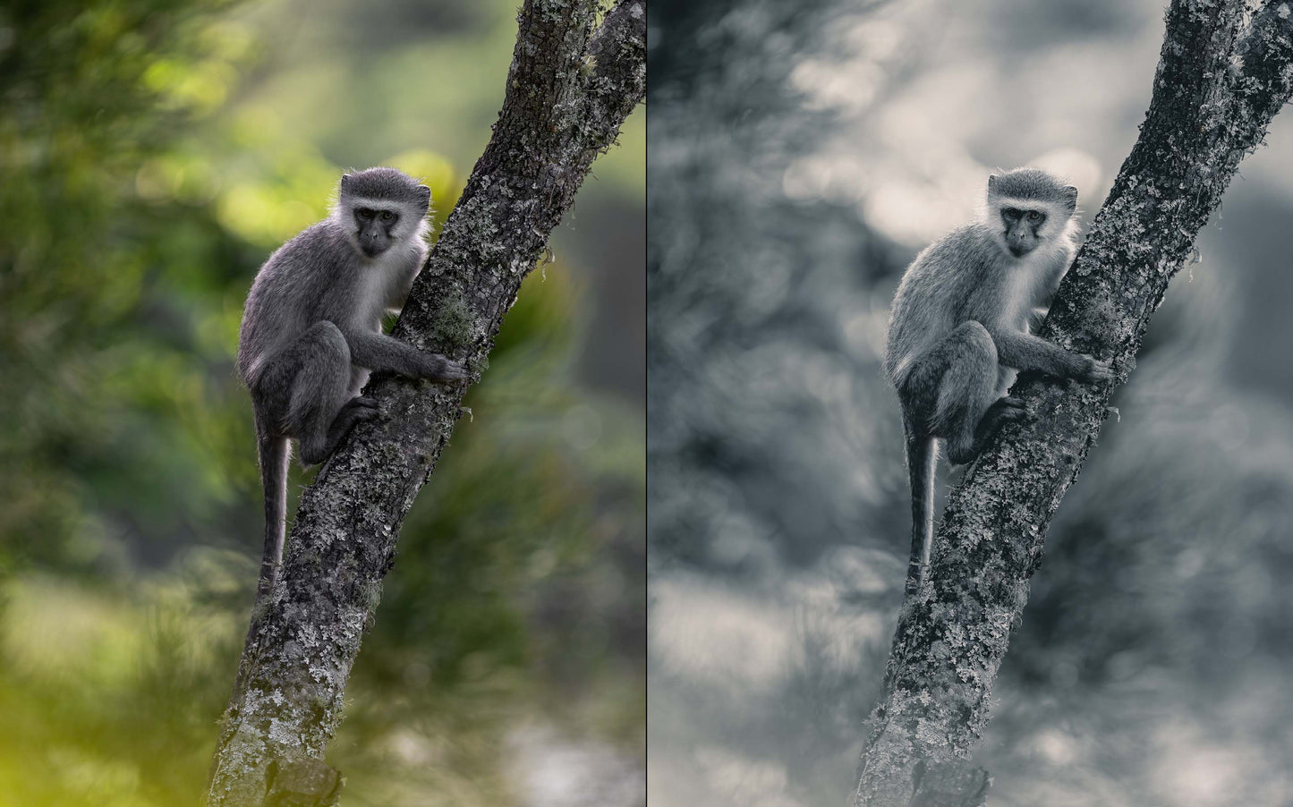 before and after preset photo of vervet monkey
