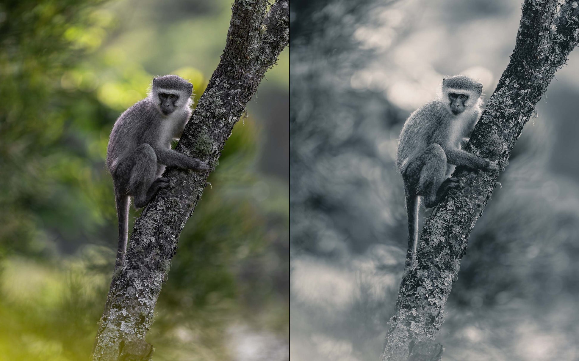 before and after preset photo of vervet monkey