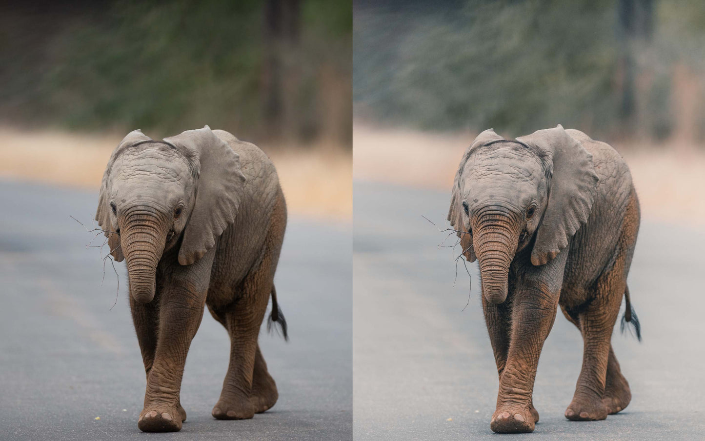 elephant example before and after preset
