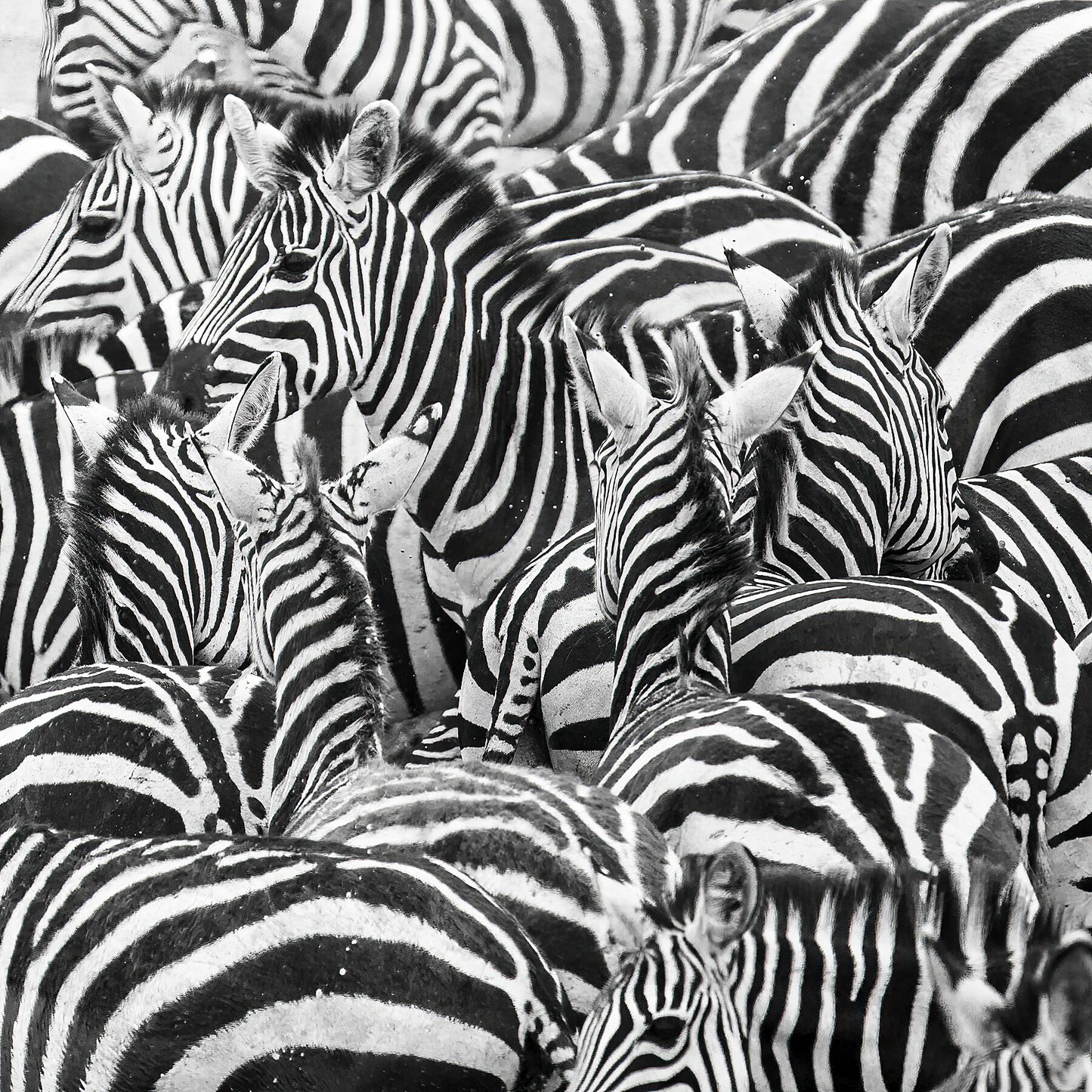 zebra herd wildlife print