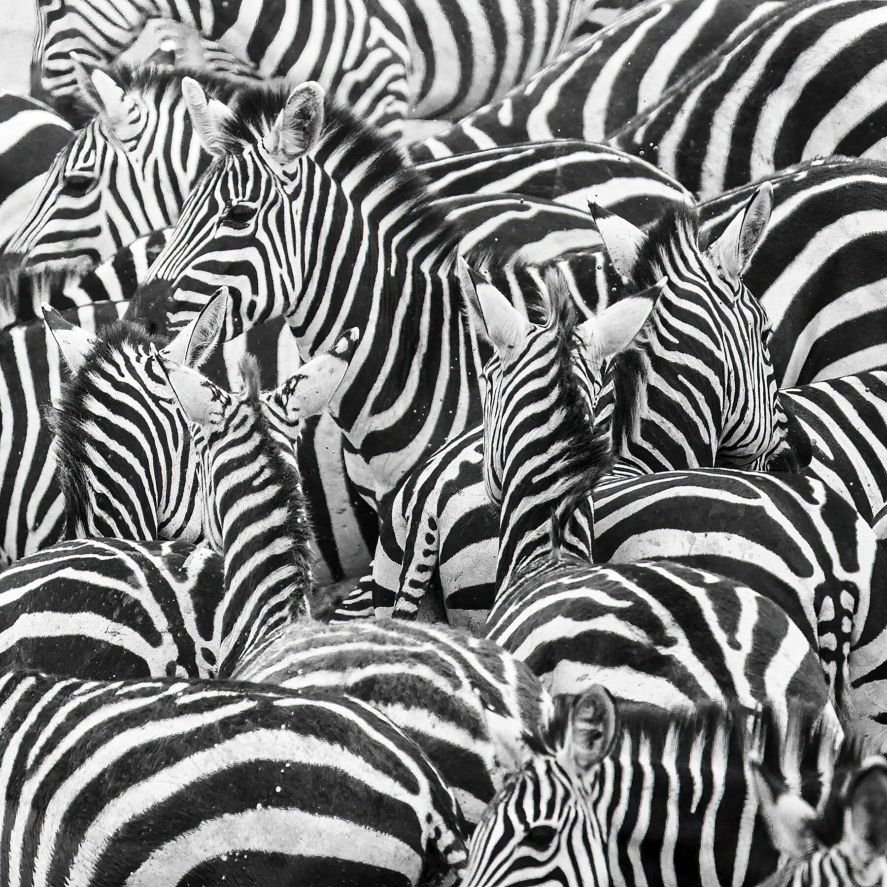zebra herd wildlife print