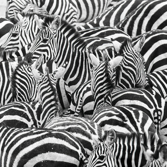 zebra herd wildlife print