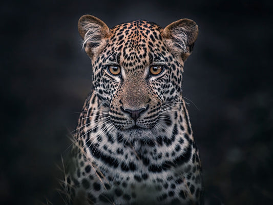 moody leopard print