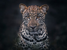 Load image into Gallery viewer, Simply Leopard
