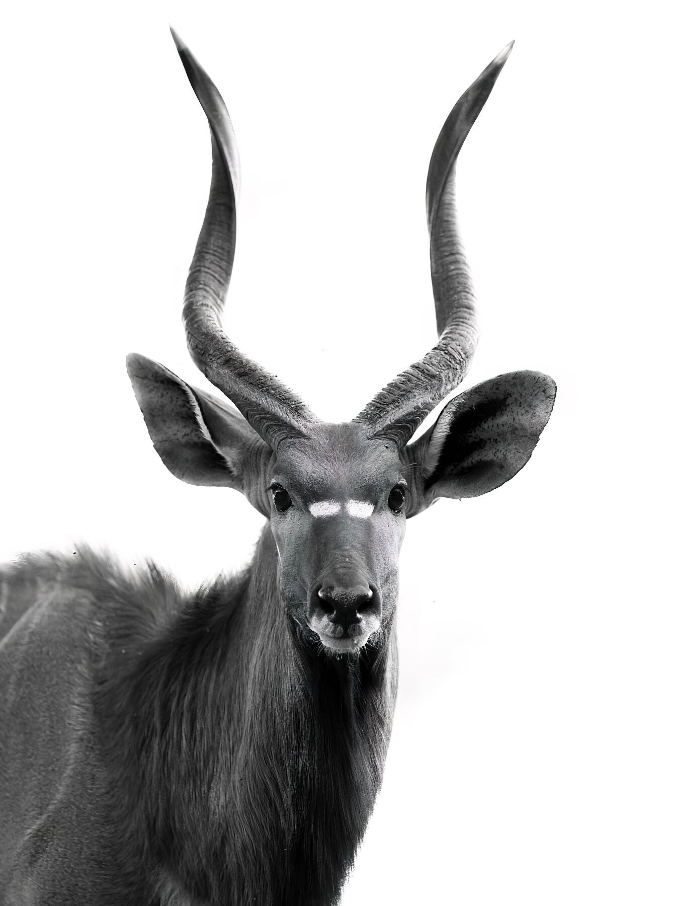 The Nyala